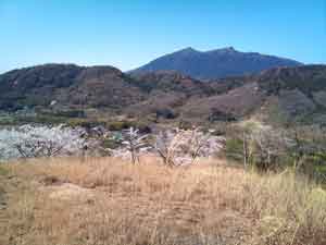筑波山桜満開