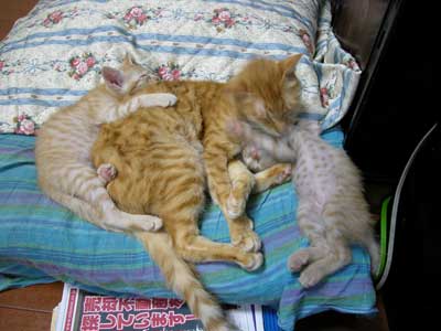まぁちゃん